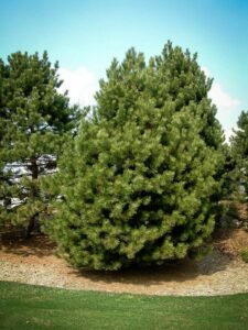 Сосна Чёрная (Pinus Nigra) купить по цене от 270.00р. в интернет-магазине «Посадика» с доставкой почтой в в Чайковскийе и по всей России – [изображение №1].