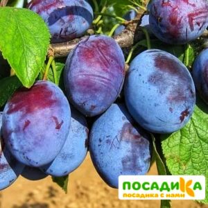 Слива Чачакская ранняя купить по цене от 229.00р. в интернет-магазине «Посадика» с доставкой почтой в в Чайковскийе и по всей России – [изображение №1].