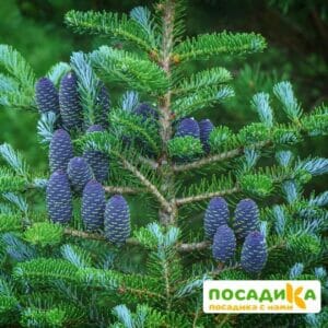 Пихта корейская (Abies koreana) купить по цене от 450.00р. в интернет-магазине «Посадика» с доставкой почтой в в Чайковскийе и по всей России – [изображение №1].