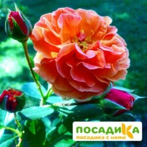 Роза Арабия купить по цене от 350.00р. в интернет-магазине «Посадика» с доставкой почтой в в Чайковскийе и по всей России – [изображение №1].