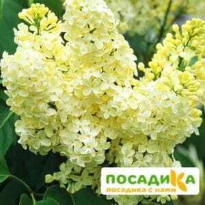 Сирень Примроуз (Primrose) купить по цене от 529.00р. в интернет-магазине «Посадика» с доставкой почтой в в Чайковскийе и по всей России – [изображение №1].