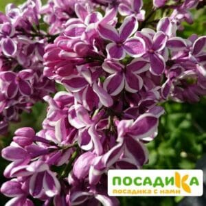 Сирень Сенсация купить по цене от 529.00р. в интернет-магазине «Посадика» с доставкой почтой в в Чайковскийе и по всей России – [изображение №1].