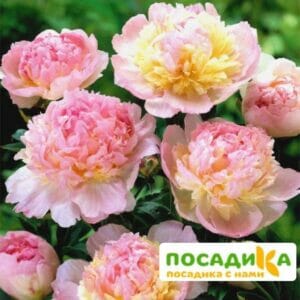 Пион Распберри Сандей (Paeonia Raspberry Sundae) купить по цене от 959р. в интернет-магазине «Посадика» с доставкой почтой в в Чайковскийе и по всей России – [изображение №1].