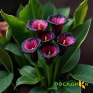 Калла Аура Лейс купить по цене от 400р. в интернет-магазине «Посадика» с доставкой почтой в в Чайковскийе и по всей России – [изображение №1].