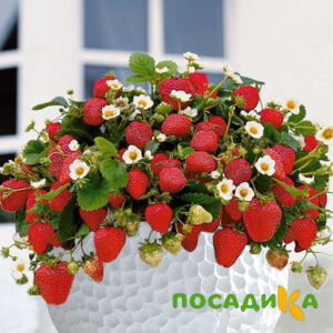 Клубника Рубиновый Шепот (горшечная) купить по цене от 240р. в интернет-магазине «Посадика» с доставкой почтой в в Чайковскийе и по всей России – [изображение №1].