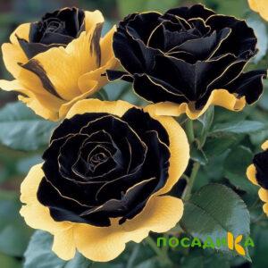 Роза Ханни Сикл купить по цене от 700р. в интернет-магазине «Посадика» с доставкой почтой в в Чайковскийе и по всей России – [изображение №1].