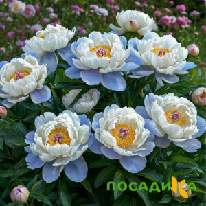 Пион акварельный Этюд купить по цене от 806р. в интернет-магазине «Посадика» с доставкой почтой в в Чайковскийе и по всей России – [изображение №1].