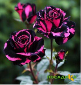 Роза Багровый Шепот купить по цене от 366р. в интернет-магазине «Посадика» с доставкой почтой в в Чайковскийе и по всей России – [изображение №1].