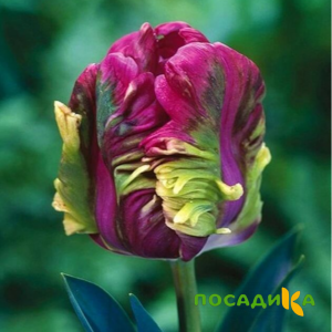 Тюльпан Экзотик Хэвен купить по цене от 186р. в интернет-магазине «Посадика» с доставкой почтой в в Чайковскийе и по всей России – [изображение №1].